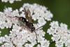 Ceropales maculata
